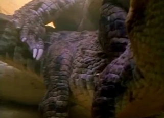 Two crocodiles have amazing underwater sex