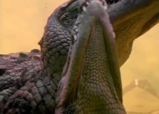 Two crocodiles have amazing underwater sex