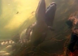 Two crocodiles have amazing underwater sex