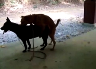 Two dogs have amazing bestiality sex action