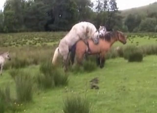 Impressive stallions are fucking so wild