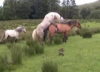 Impressive stallions are fucking so wild
