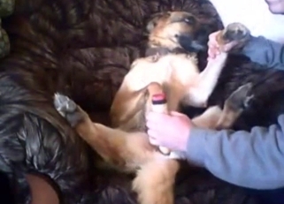 Sexy young shepherd in bestiality XXX