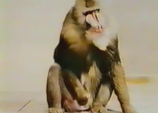 Good to see how monkey jerks a dick