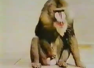 Good to see how monkey jerks a dick