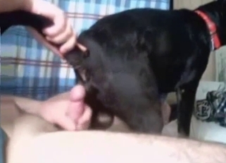 Sexy doggy has a very hard red boner