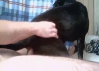 Sexy doggy has a very hard red boner