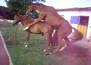 Two beautiful horses have amazing sex
