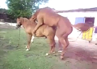 Two beautiful horses have amazing sex