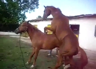 Two beautiful horses have amazing sex