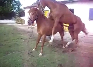 Two beautiful horses have amazing sex