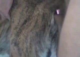 Preparing my doggy for amazing anal sex