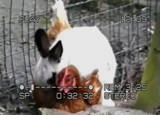 Rabbit is trying to fuck a real cock