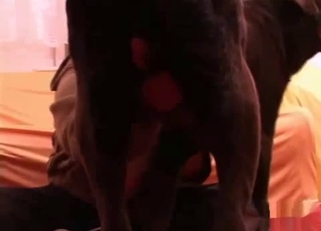 Nasty big boy fucked his lovely owner