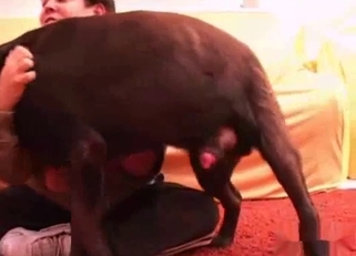 Nasty big boy fucked his lovely owner