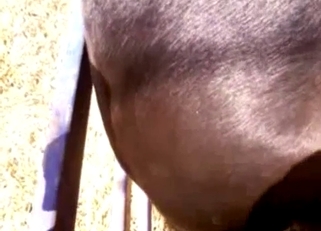 Disgusting stallion sex in doggy style pose