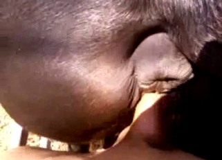 Disgusting stallion sex in doggy style pose