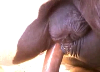 Disgusting stallion sex in doggy style pose