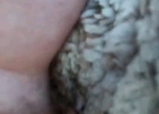 Fucking sheep ass in doggy style pose