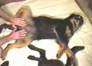 Training my doggy to fuck me good