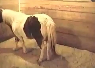 Sweet big ass pony in bestiality XXX