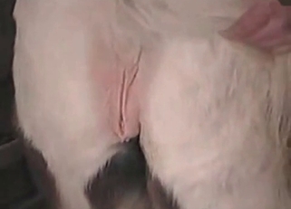Sweet big ass pony in bestiality XXX