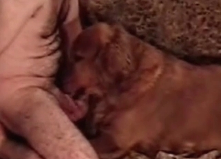 Hot trained dog eats my loaded boner