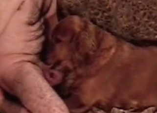 Hot trained dog eats my loaded boner