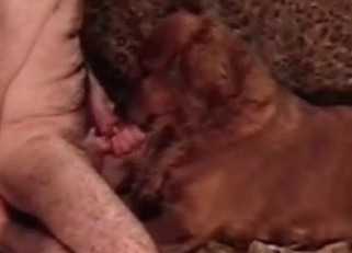 Hot trained dog eats my loaded boner