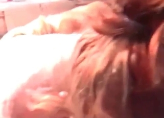 Awesome dogs are drilling her cracks