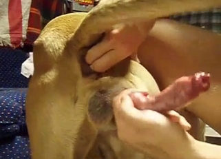 Stimulating dog ass and dick in POV