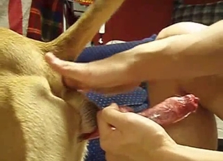 Stimulating dog ass and dick in POV
