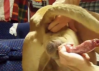 Stimulating dog ass and dick in POV