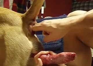 Stimulating dog ass and dick in POV