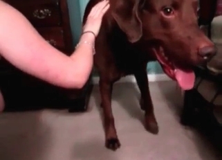 Bitchy young zoofil and huge brown dog