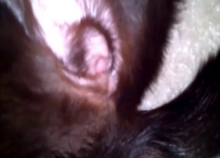 Cute doggy anus looks nice in close-up
