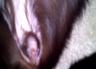 Cute doggy anus looks nice in close-up