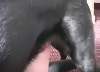 Passionate brunette adores nasty dog bestiality