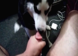 Nice Husky is getting fucked by zoofil
