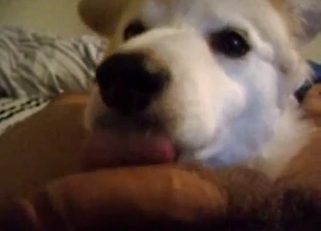 Beautiful white dog sniffs my boner