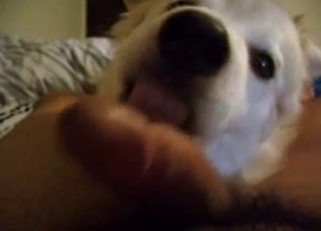 Beautiful white dog sniffs my boner
