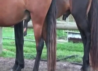 Awesome horses have passionate bestiality XXX