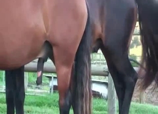Awesome horses have passionate bestiality XXX