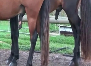 Awesome horses have passionate bestiality XXX