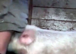 Crazy farm animal fucked his tight ass