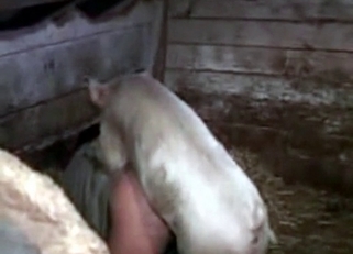 Crazy farm animal fucked his tight ass