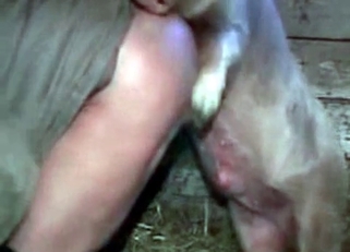 Crazy farm animal fucked his tight ass