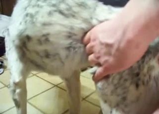 Cute young doggy is looking for a dick