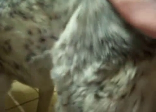 Cute young doggy is looking for a dick