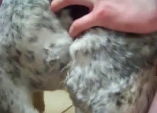 Cute young doggy is looking for a dick